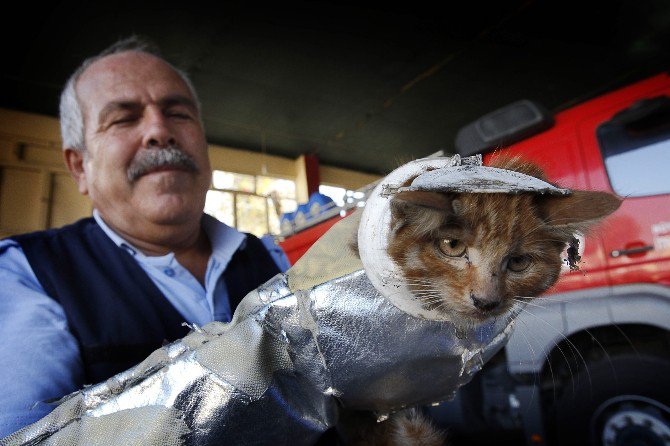 Kafasını ’Wc Matik’e Sıkıştıran Minik Kedi Zor Anlar Yaşattı