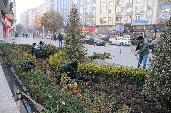 Çorum Belediyesi Kenti Mevsimlik Çiçeklerle Süslüyor