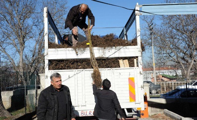 Büyükşehir Belediyesi’nden Çiftçilere 12 Bin Ceviz Fidanı