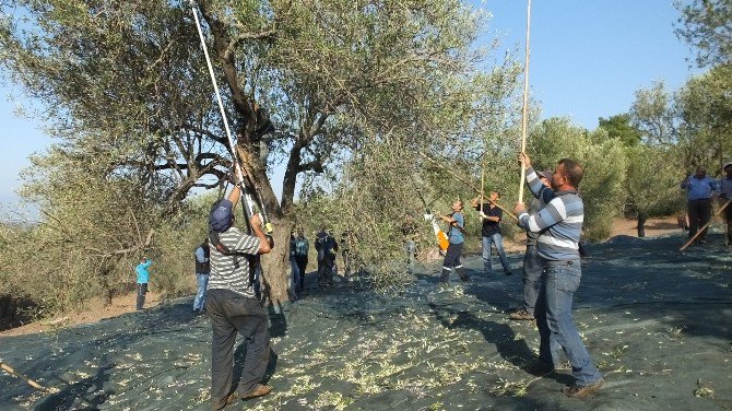 Edremit Körfezi’nde Zeytin Üreticisi Sıkıntılı