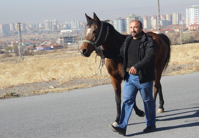 Rehabilitasyon Merkezinden Çalınan ’Hazal’ At Bulundu