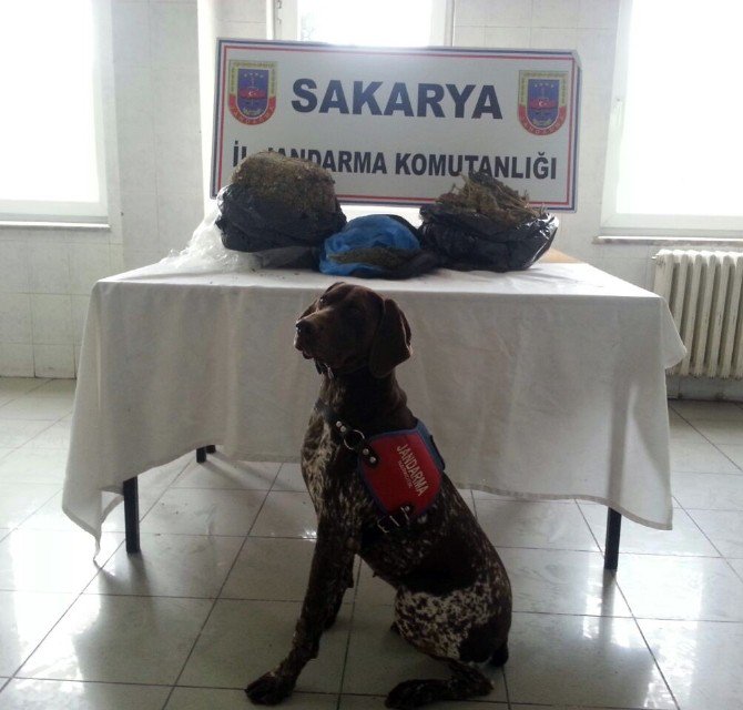 Sakarya’da 13 Kilogram Kubar Esrar Ele Geçirildi