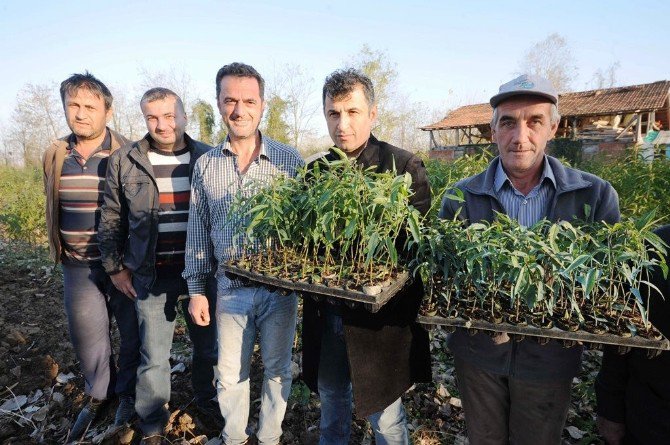 Büyükşehir Sahip Çıktı, Şeftali Üretimi Geri Dönüyor