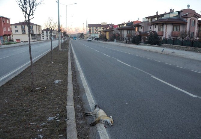 Erzurum’da Aracın Çarptığı Tilki Telef Oldu