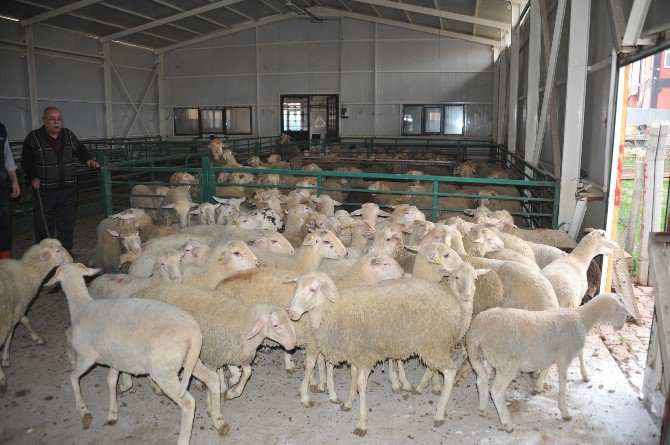 Önce Koyunları Tahliye Ettiler, Sonra Yıktılar