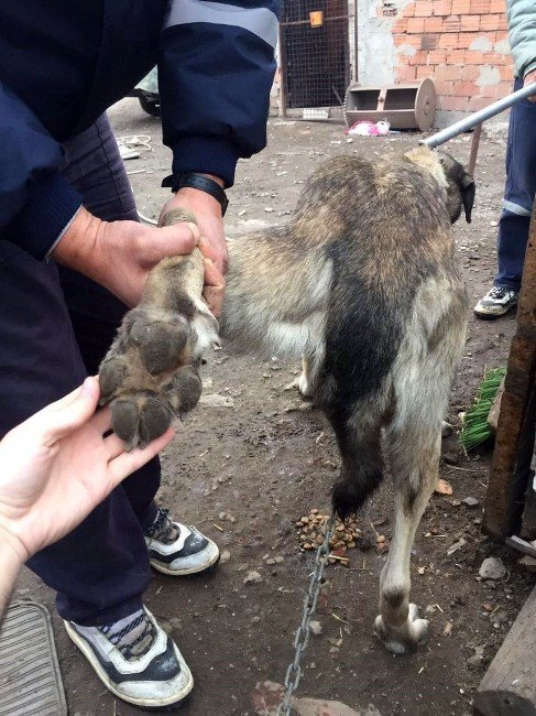 Sosyal Medyayı Ayağa Kaldıran Köpek De Sahibi De Bulundu