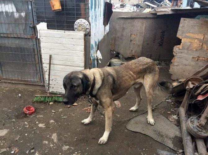 Sosyal Medyayı Ayağa Kaldıran Köpek De Sahibi De Bulundu