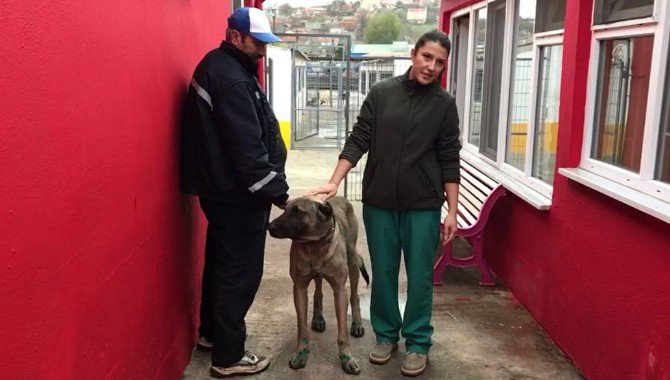 İşkenceden Kurtarılan Köpek Yeni Sahibini Bekliyor