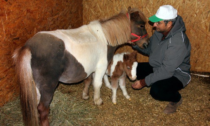 Pony Park’ta Bebek Pony Sevinci