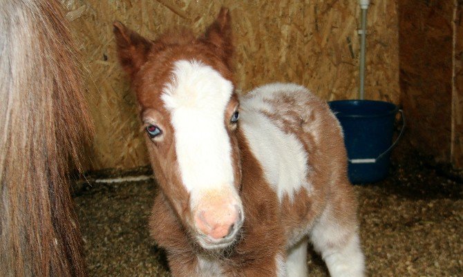 Pony Park’ta Bebek Pony Sevinci