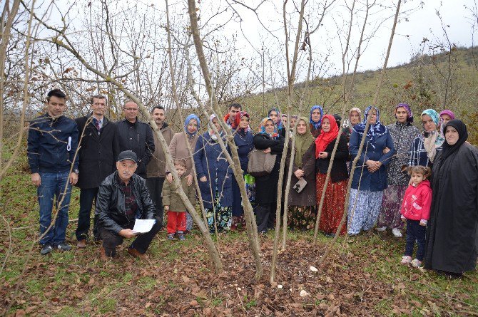 Fındık Yetiştiriciliğinde Budama Elemanı Benim Projesi