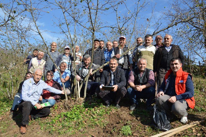 Fındık Yetiştiriciliğinde Budama Elemanı Benim Projesi