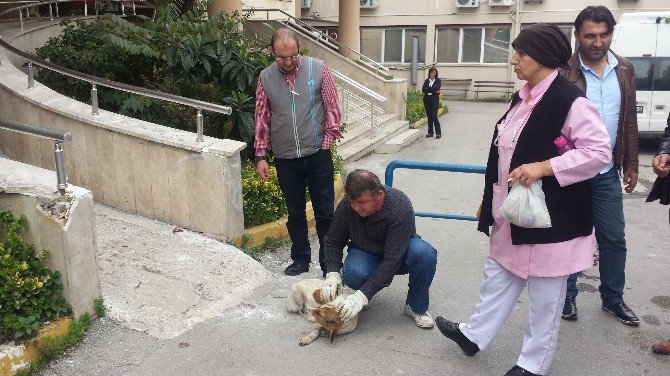 İzmit Zabıtası, Şikayetleri Dikkate Alıyor