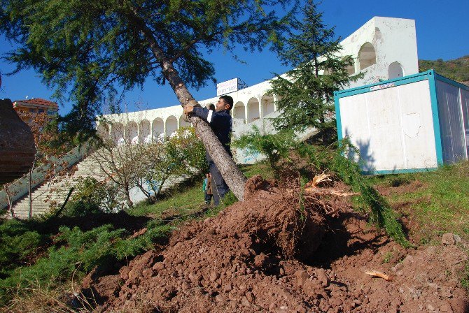 Körfez’de Ağaç Duyarlılığı