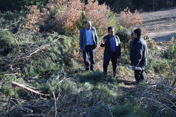 Gediz’de Kızılçam Ve Karaçam Gençleştirme Çalışmaları