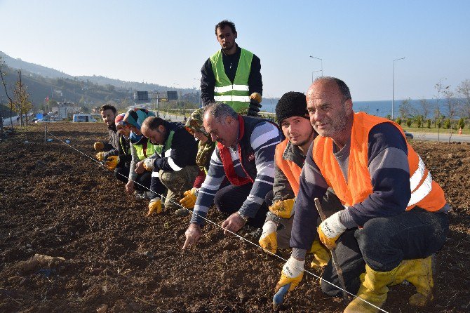 Türkiye’nin İlk Isırgan Otu Tarlası Giresun’un Görele İlçesinde Kuruldu