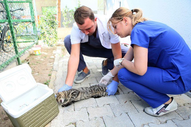 Bayraklı’da Kuduz Aşısı Seferberliği