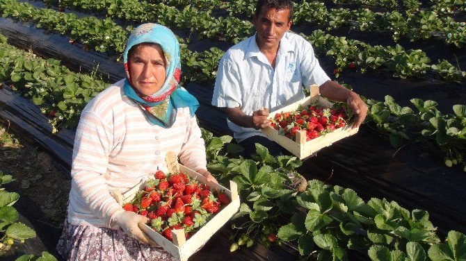 Antalya’da Kış Dönemi Çilek Hasadı Başladı