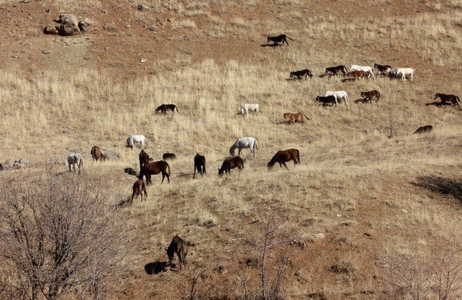 Hakkari’de 60 Katır Koruma Altında