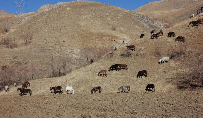 Hakkari’de 60 Katır Koruma Altında