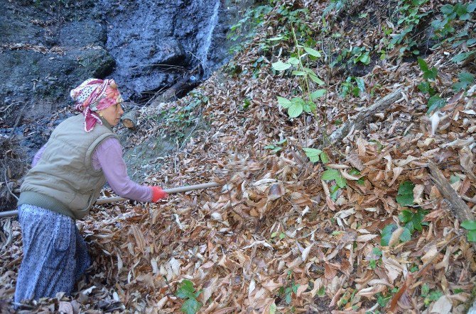 Karadeniz Kadını Zor Yükün Altına Giriyor