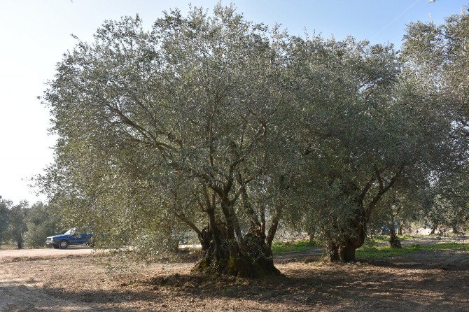 Asırlık Ağaçlardan Zeytin Topladılar