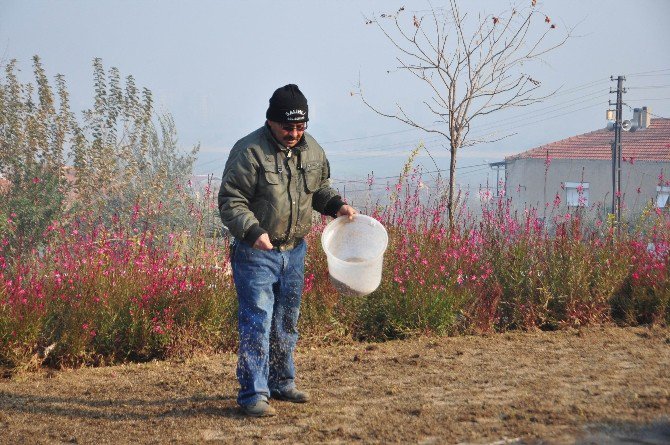 Salihli’de Park Ve Caddeler Yeşilleniyor