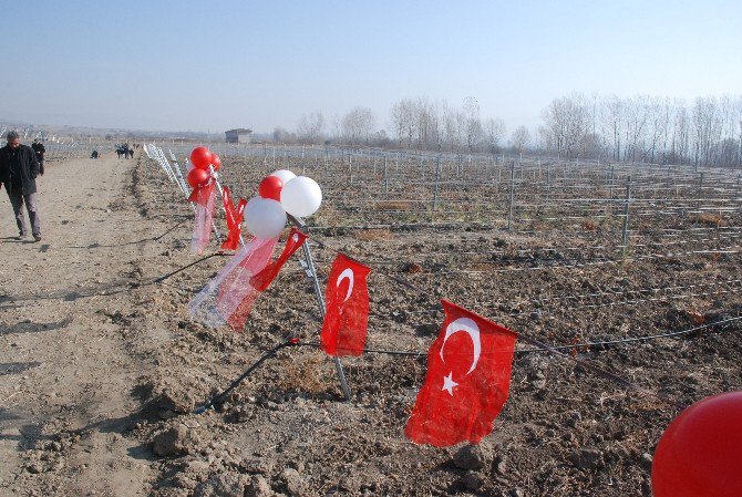 Tokat’ta 800 Dekarlık Modern Bağ Tesisi Kuruldu