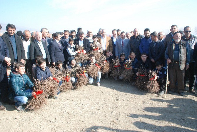 Tokat’ta 800 Dekarlık Modern Bağ Tesisi Kuruldu