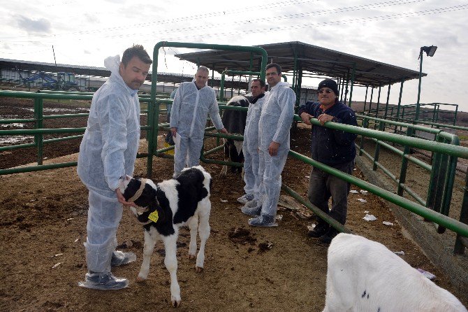 Eski Hükümlü Girişimci, Besi Hayvancılığı İçin İlk Desteğini Devletten Aldı