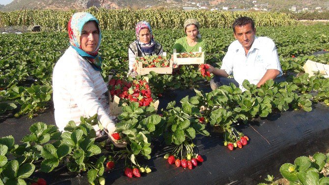 Antalya’da Kış Dönemi Çilek Hasadı Başladı