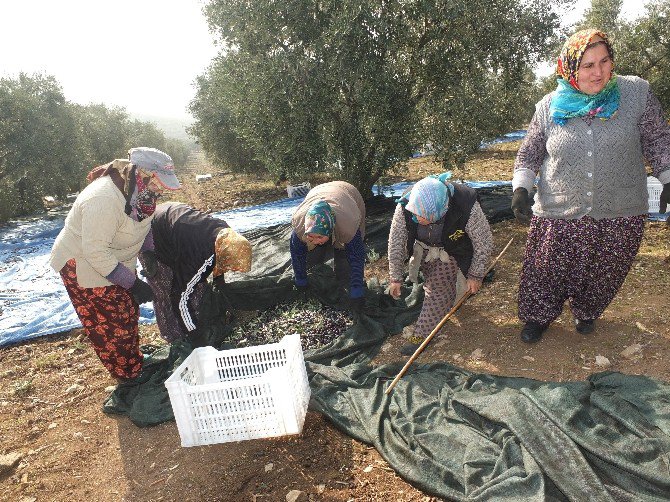 Zeytinin Dalından Sofralara Yolculuğu Başladı