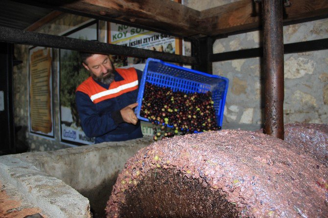 200 Yıllık Taş Baskıda Zeytin Sütü Üretiyor...