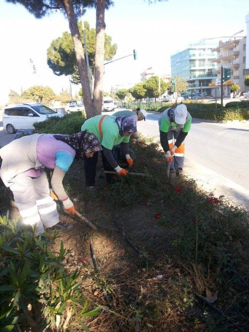 Didim’de Kış Temizliği