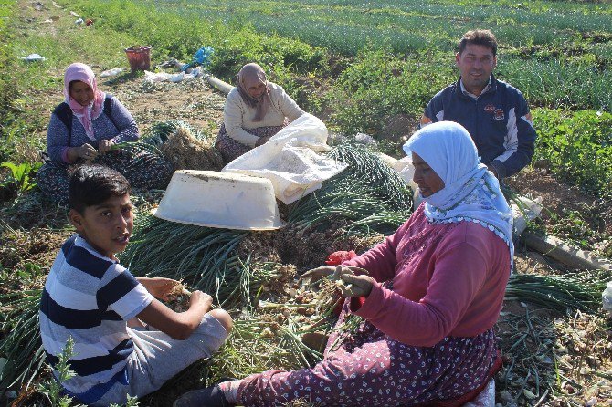 Soğan Sevdası Sayesinde “İşsizliği” Lügatlerinden Sildiler