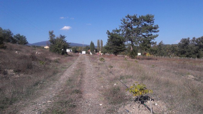 Ceviz, Domaniçliler’in Yüzünü Güldürdü