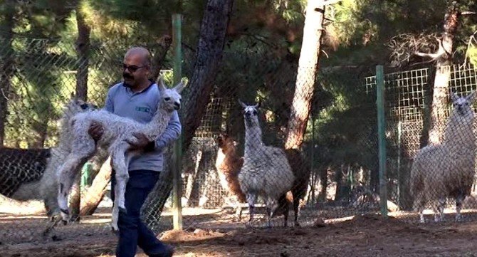 Gaziantep Hayvanat Bahçesi’ndeki Lamaların Sürpriz Doğum Sevinci