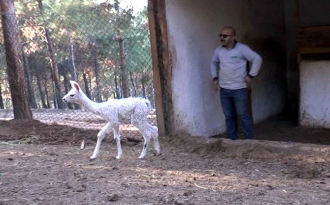 Gaziantep Hayvanat Bahçesi’ndeki Lamaların Sürpriz Doğum Sevinci