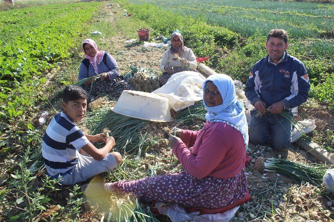 Soğan Sevdası Sayesinde “İşsizliği” Lügatlerinden Sildiler