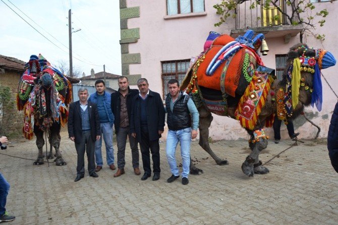 Biga’da Develer Güreşlere Hazır