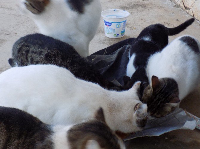 Kedi Ve Köpekler Aç Kalmasın Diye Evsiz Kalmayı Tercih Etti