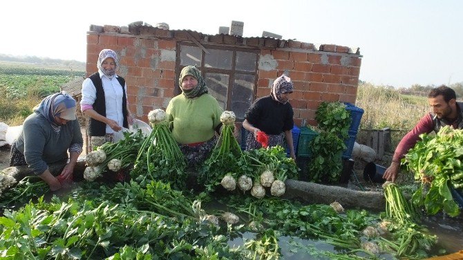 Burhaniye’ De Kışlık Sebzeler Kadınlara İş Oldu