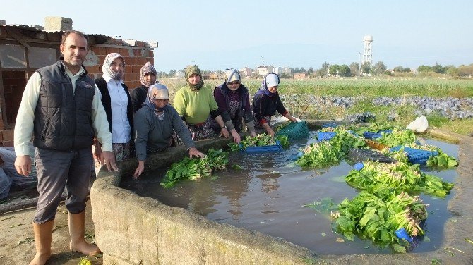 Burhaniye’ De Kışlık Sebzeler Kadınlara İş Oldu