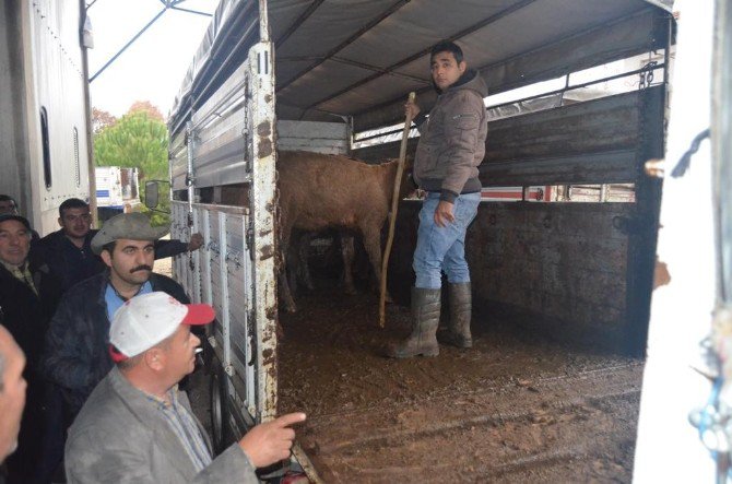 Selendili Genç Çiftçiler Büyükbaş Hayvanlarını Teslim Aldı