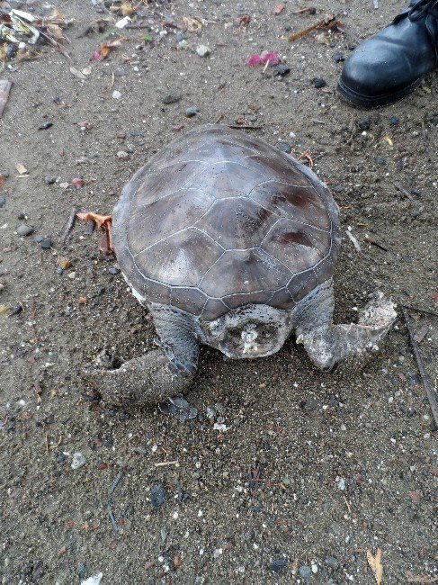 Marmaris’te Sahile Ölü Caretta Vurdu