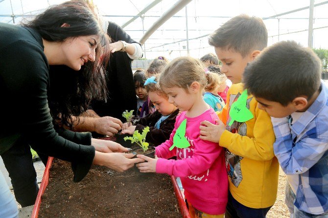 Minikler, Mezitli Belediyesi Fidanlığında Çiçek Dikmeyi Öğrendi