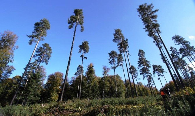 Zonguldak’ta Çam Doğal Gençleştirme Çalışmaları Tamamlandı