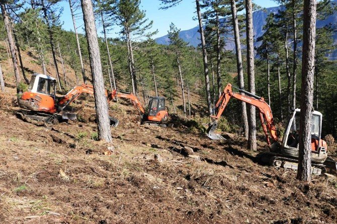 Zonguldak’ta Çam Doğal Gençleştirme Çalışmaları Tamamlandı