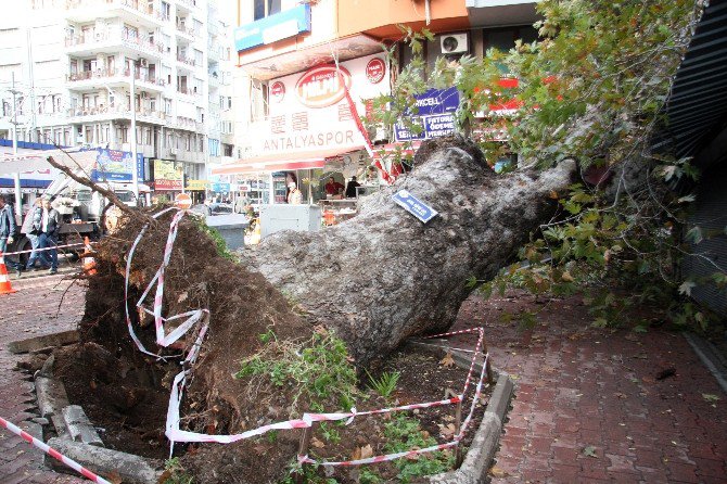 Fırtınaya Dayanamayan Asırlık Çınar İş Yerlerinin Üzerine Devrildi