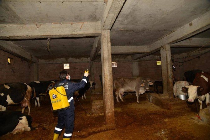 Diyarbakır’da Sineklere Karşı Kışlak Mücadele Başladı